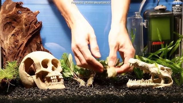 Вариант оформления аквариума на 50 л смотреть онлайн
