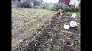 Мотоблок Угра - Копаю картофель/картофелекопалка/ (мотор Mitsubishi 6,0 л.с)/cultivator Ugra