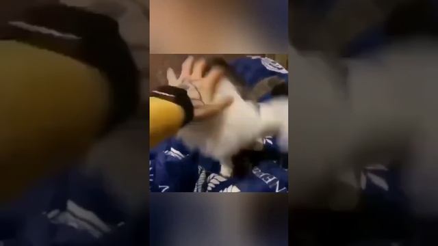 смешные котики😹 #рекомендации #шортс #youtube #котики#смешные смотреть онлайн