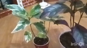 Пересадка псевдоэрантемума осенью.Немного о нем.