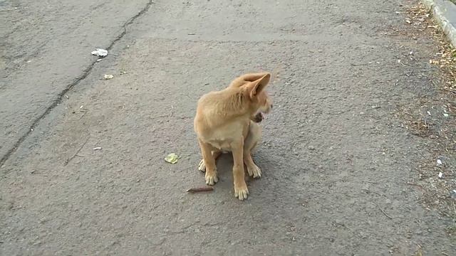 Смешной ушастый щенок смотреть онлайн