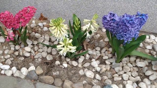 Гиацинт, первые весенние цветы в саду смотреть онлайн
