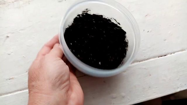 Взошли Семена Мяты☘☘☘ ПЕРЕЧНОЙ!!! Лекарственное Растение. ???20 января 2023г. смотреть онлайн