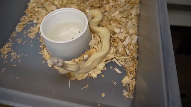 Snakes / Reptiles : Boa Constrictors, Python UPDATES and FEEDING LIVE -ANACONDA смотреть онлайн