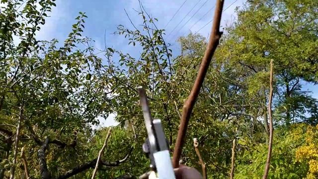 Формировка грецкого ореха осенью смотреть онлайн