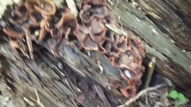 гриб аукулярия уховидная (Иудино ухо) смотреть онлайн