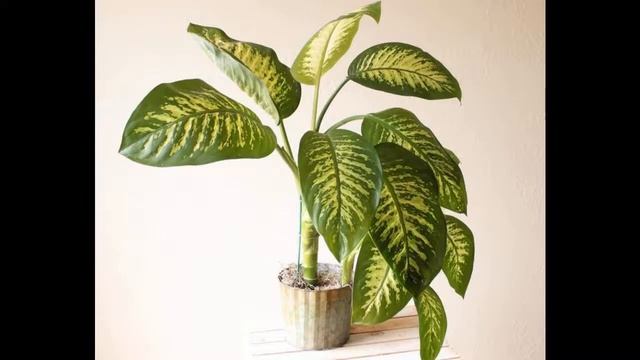 Почему нельзя держать дома диффенбахию и правда ли это? смотреть онлайн