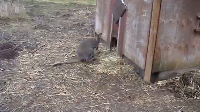 Macropus rufogriseus - Nordsjællandsfuglepark.dk смотреть онлайн