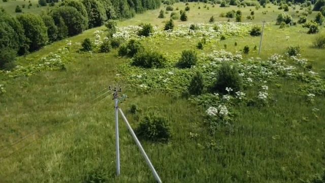 Жизнь-борьба: лето 2022. Борщевик Сосновского вокруг Калязина и борьба с ним. смотреть онлайн