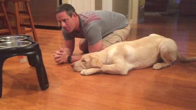 6-month-old Lab Puppy Praying Before Eating