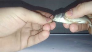 Насадка живца под жабры,гуманный способ,меньше сходов