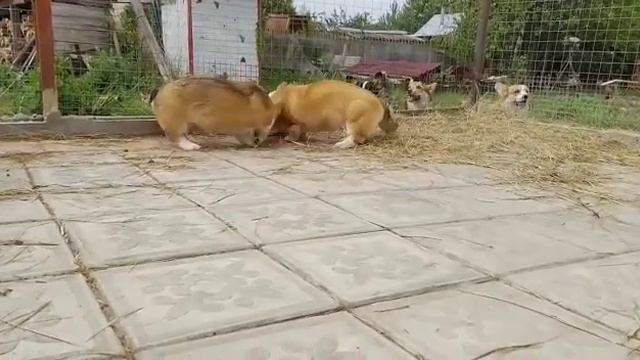 Щенки Вельш Корги Пемброк, девочки, РКФ. смотреть онлайн