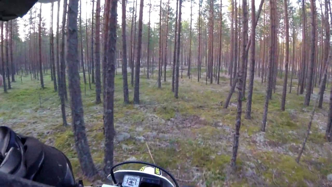 Грибов не видать пока смотреть онлайн