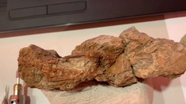 20200516-Ночь музеев в отделе природы смотреть онлайн