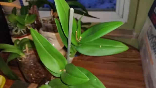 New navel orange tree and discount dendrobium смотреть онлайн