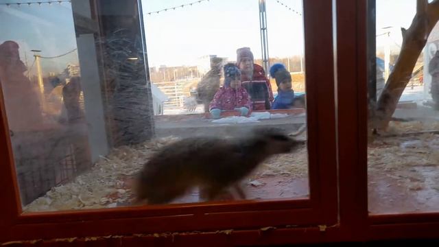 Сибирский зоопарк часть 8 сурики смотреть онлайн