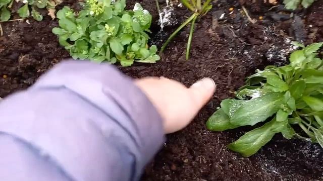 Арабис многолетний (резуха) посадка смотреть онлайн