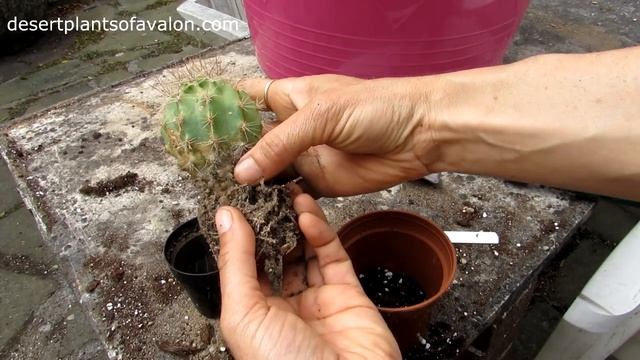 Re potting my Saguro Cactus -Carnegiea gigantea смотреть онлайн