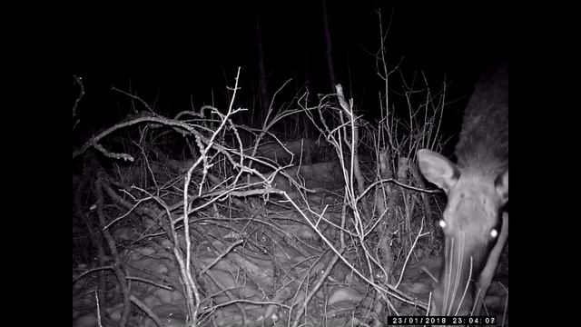 Фотоловушка HC-802A. Лоси кушают. Часть 3. Перед обходом смотреть онлайн