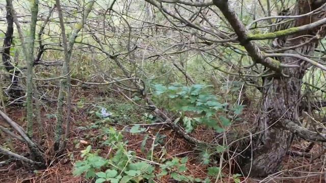 Анапа. Ищу грибы. смотреть онлайн