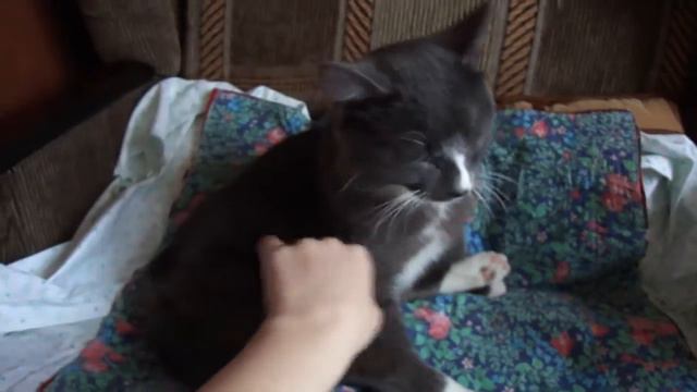 Кузя, ласковый котик