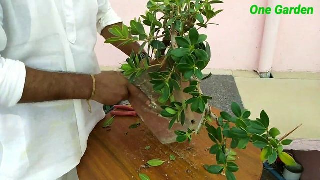 Ficus microcarpa bonsai, cascade style, Part 1 смотреть онлайн