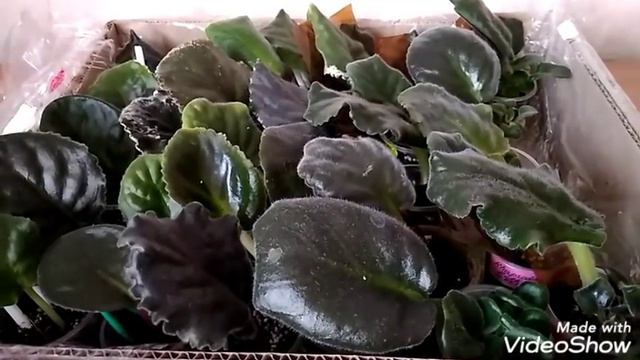 Как я укореняю листы новых сортов смотреть онлайн