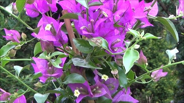Bougainvillea Pflege Standort Gießen Düngen Vermehren Schneiden überwintern Drillingsblume