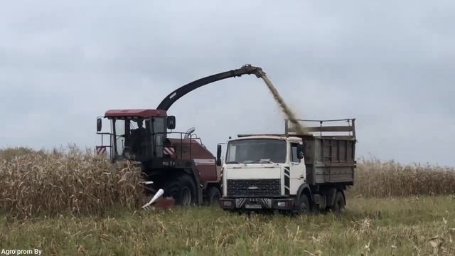Заготовка кукурузного силоса / 2Х ПАЛЕССЕ (FS80-2, FS80), 3Х БЕЛАРУС 1221В.2, 2Х МАЗ 5551 и др. / смотреть онлайн