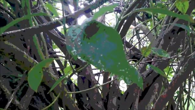 Немного шаманской музыки под живой шум дождя. смотреть онлайн
