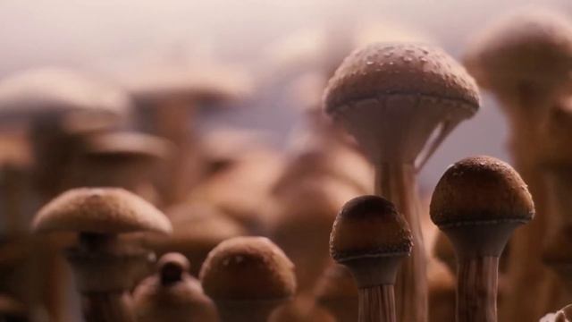 TIME LAPSE MUSHROOM GROWTH #TIMELAPSEMUSHROOMGROW смотреть онлайн