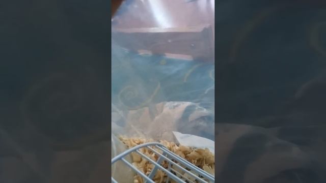 как отличить хомяка мальчика от девочки/снежка и мики смотреть онлайн