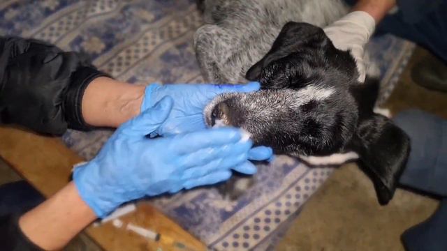 Тбилиси 🇬🇪 ПРИЮТ ТАМАЗА ЭЛИЗБАРАШВИЛИ 🐕🍀 Дратхаар Дуду Саркома Paypal : Elizbarashvilidog@yahoo.co смотреть онлайн