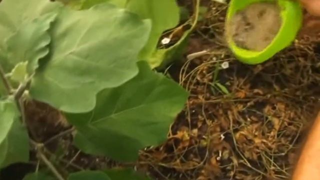 ЧТО НАДО СДЕЛАТЬ НА ДАЧЕ С 19 ПО 25 ИЮНЯ смотреть онлайн