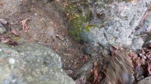 Minelab gold monster 1000