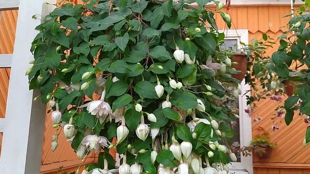 Фуксия Land Van Beveren. Icicle.Pink Marshmallow ?