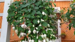 Фуксия Land van Beveren. Icicle.Pink Marshmallow ?