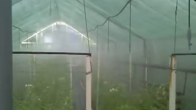 Зеленое черенкование в теплице (Agridor, Серия 4191).mp4 смотреть онлайн