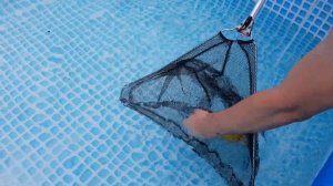 Как нерестится карп кои 2019. Разведение карпа кои