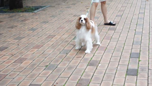 🇰🇷 korea vlog #3 | more dog sitting, korean nightlife, moving out, and to new beginnings смотреть онлайн