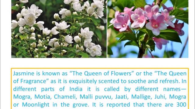 Mysore Mallige-ಮೈಸೂರ ಮಲ್ಲಿಗೆ | GI-TAG | Flowers for Mysore Dushera 2020 смотреть онлайн