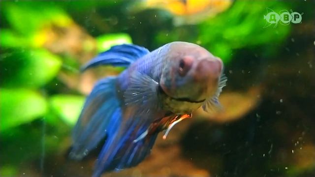 Кинза в аквариуме! How To Grow Cilantro At Home!