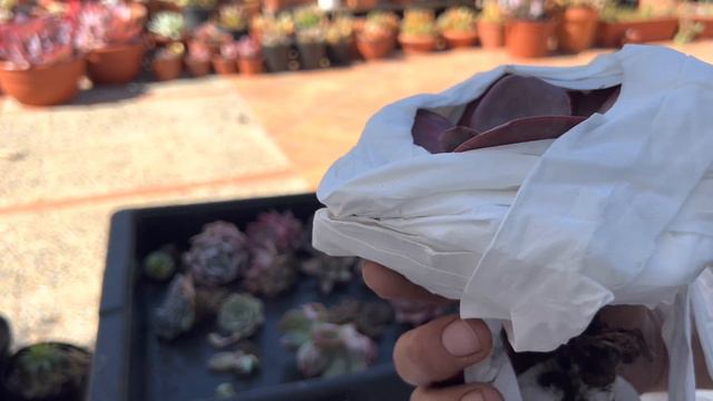 UNBOXING Suculentos Días | Echeverias Agavoides y muchas más bellezas!!📦💚🌵 смотреть онлайн