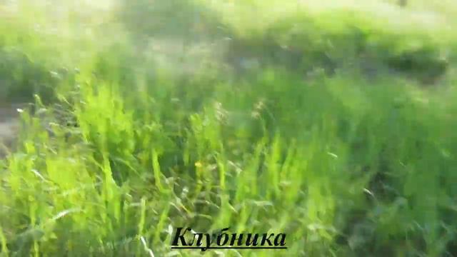 Посадили жимолость и дерево малину