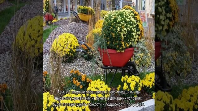 Как укоренить хризантему из букета в домашних условиях смотреть онлайн