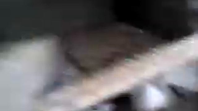 Белые павлины 2013 смотреть онлайн