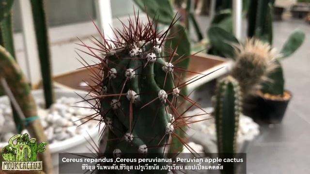 น่าปลูกมากๆ กระบองเพชร ไม้ลำ ไม้กอ หนามสวยโหด Cereus repandus ,Cereus peruvianus | MookCactus смотреть онлайн