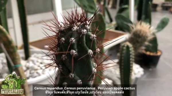 น่าปลูกมากๆ กระบองเพชร ไม้ลำ ไม้กอ หนามสวยโหด Cereus repandus ,Cereus peruvianus | MookCactus
