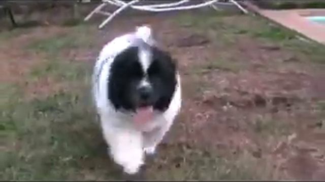 Landseer Newfoundland