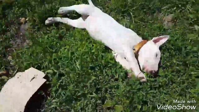 Миниатюрный бультерьер Mini bull Tira my love смотреть онлайн